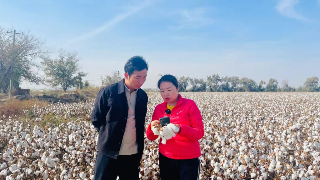 新疆精细化气象服务助力棉花增收(图2)