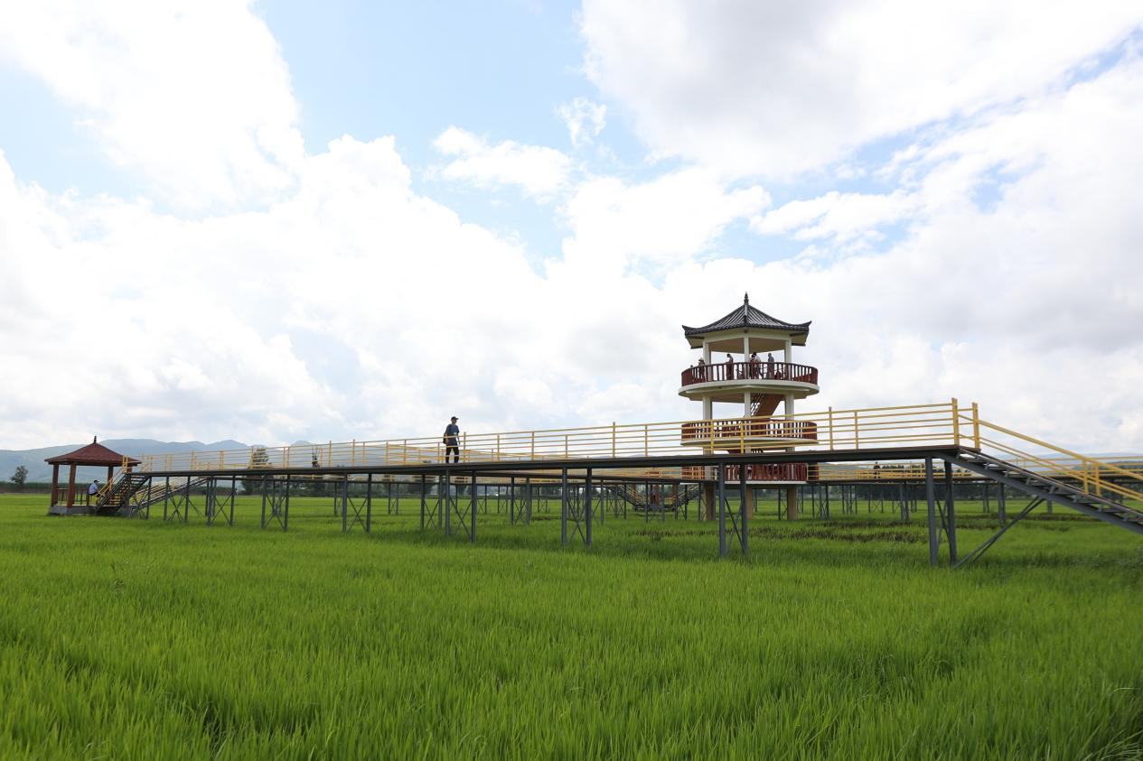 聚焦吉林粮食品牌延边光东村水田迎客来——这场实地调研亮点多多(图3)