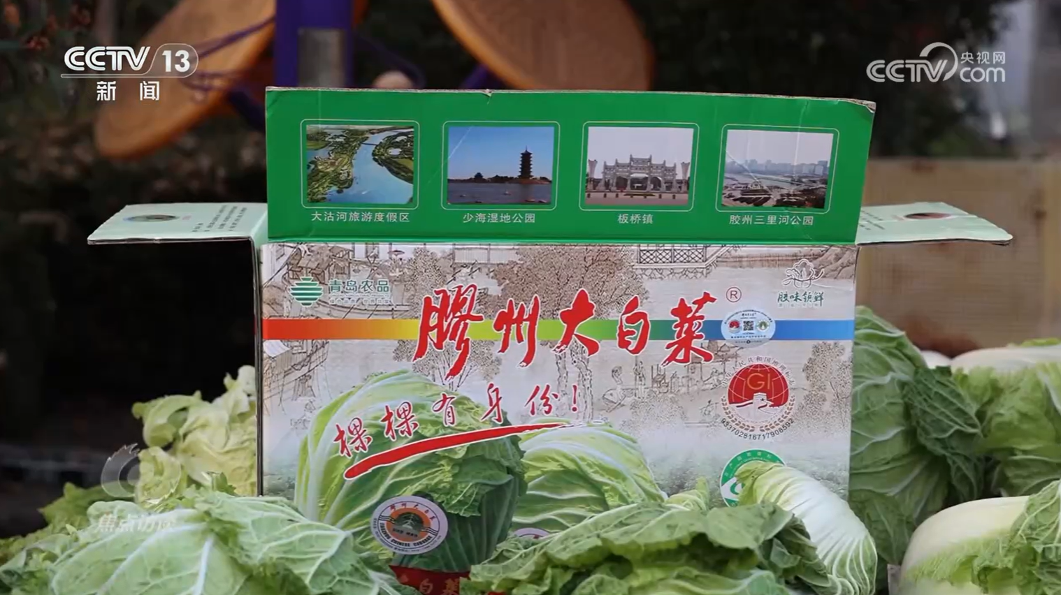 焦点访谈从“胶州大白菜”看地理标志保护这些坑千万别踩！(图1)