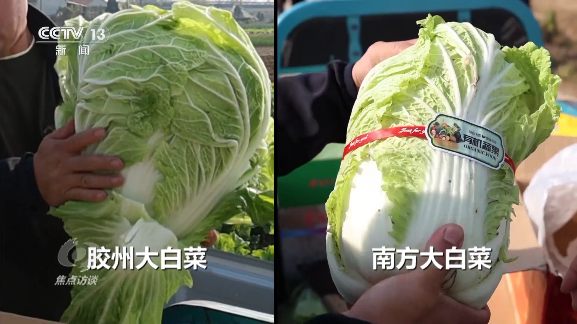 焦点访谈从“胶州大白菜”看地理标志保护这些坑千万别踩！(图5)